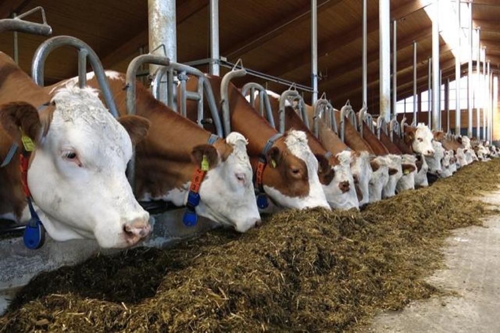 Almerhof - Waldferienhof Almer Zwiesel Bagian luar foto